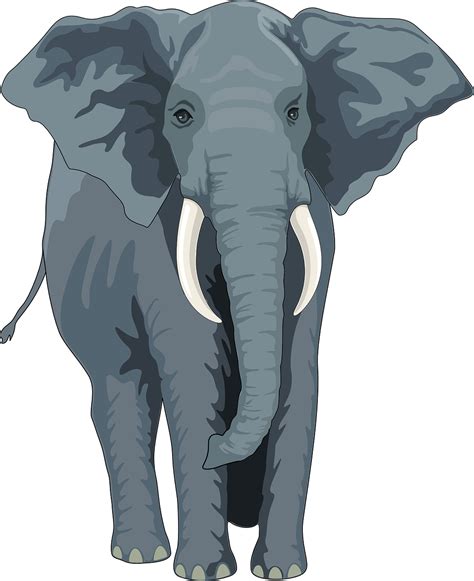 elephant trunk clipart